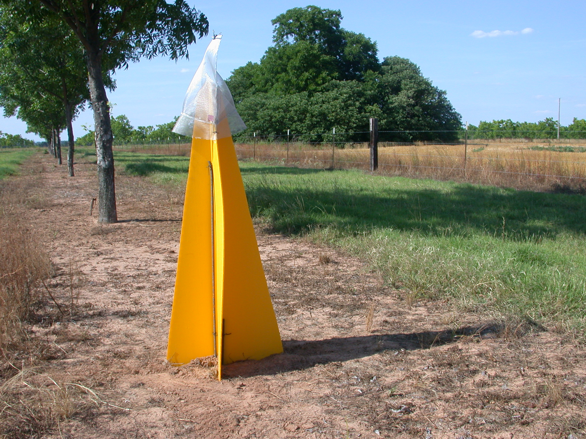 stink bug trap in pecan orchard
