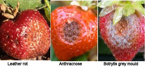 strawberry diesase leather rot, anthracnose, grey mold lesions on fruit