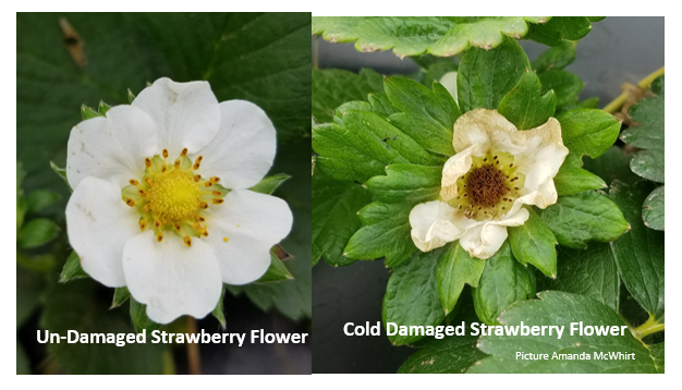 strawberry flower with and without cold damage