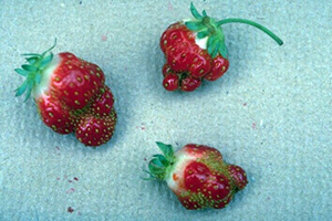 boron deficient strawberry