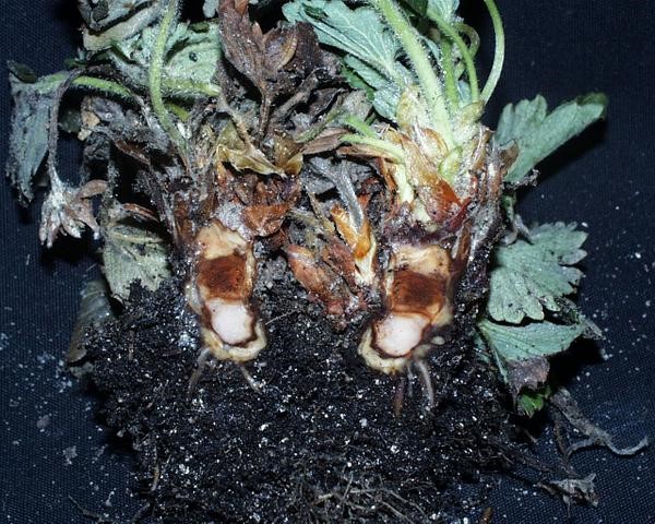 symptom of phytophthora crown rot in strawberries, strawberry crown dissected showing rot in the middle