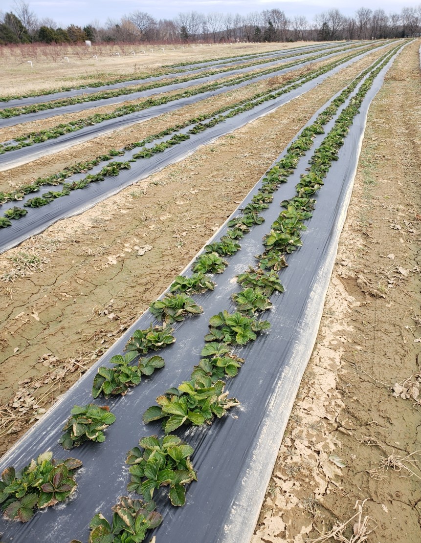 Photo of a strawberry field with plants showing signs of leaf burn caused by cold damage