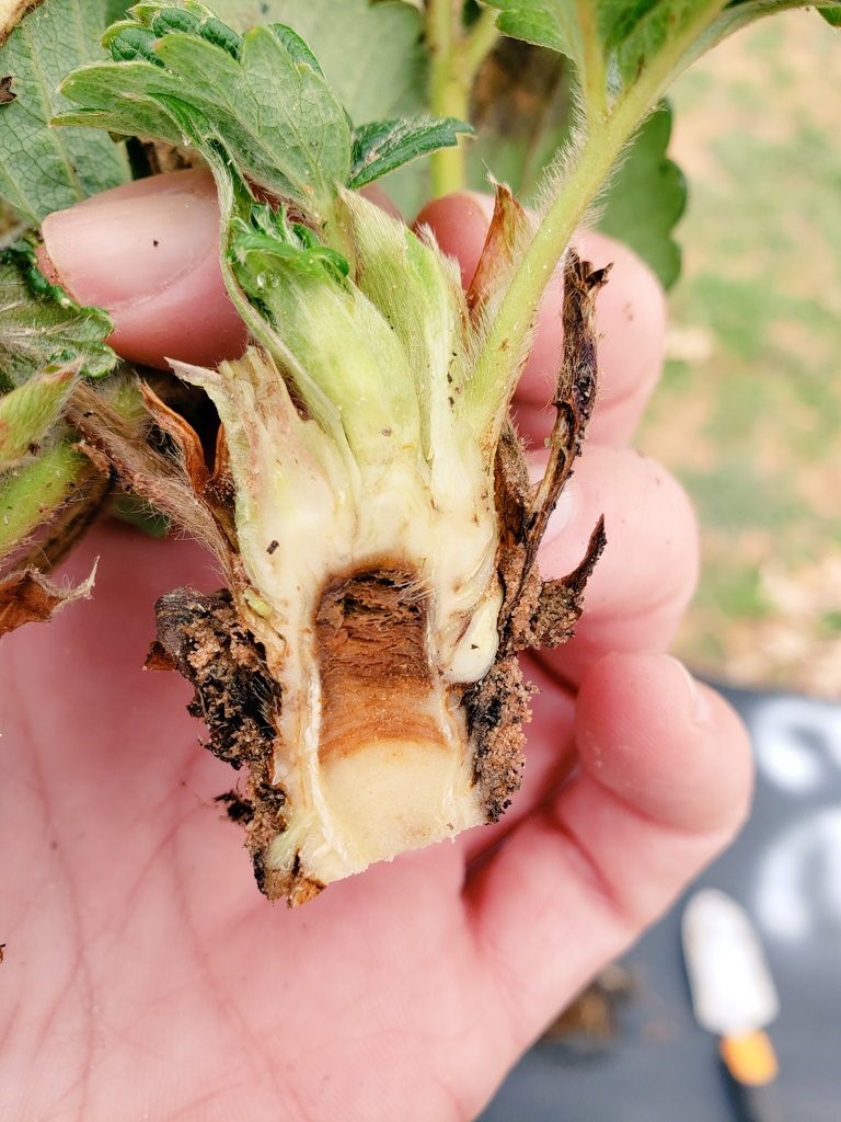 Cross-section of a strawberry crown with dark brown cold damage in the center