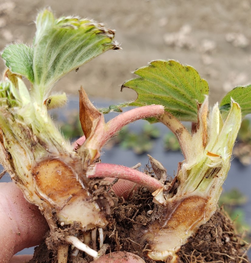 Cross-section of a strawberry crown with light brown cold damage in the center