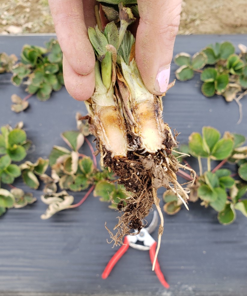 Cross-section of a strawberry crown with darkening in the center, an indication of cold damage