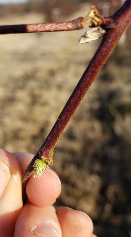 Close-up of a cross section of a blackberry bud with a healthy bright green center