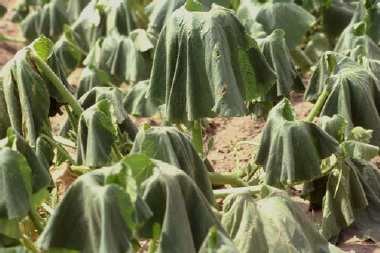 Cucurbit plants in the field with severely wilted leaves