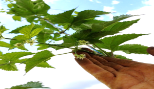 Photo of female flowers developing on Zeus bine with a hand holding the plant up