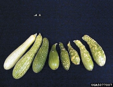 Squash mosaic virus symptoms on zucchini squash. 