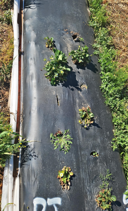 Ruby June with Neo-P, showing significant plant loss in late winter/early spring&nbsp;2026