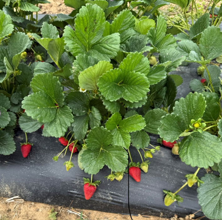 Fronteras&nbsp;on-farm&nbsp;in Arkansas&nbsp;