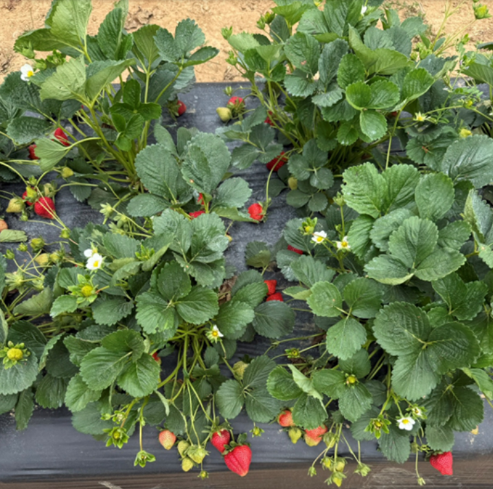 Surfline&nbsp;plants on&nbsp;farm in Arkansas&nbsp;
