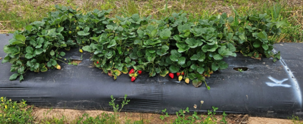 Keystone in research trials in Arkansas&nbsp;