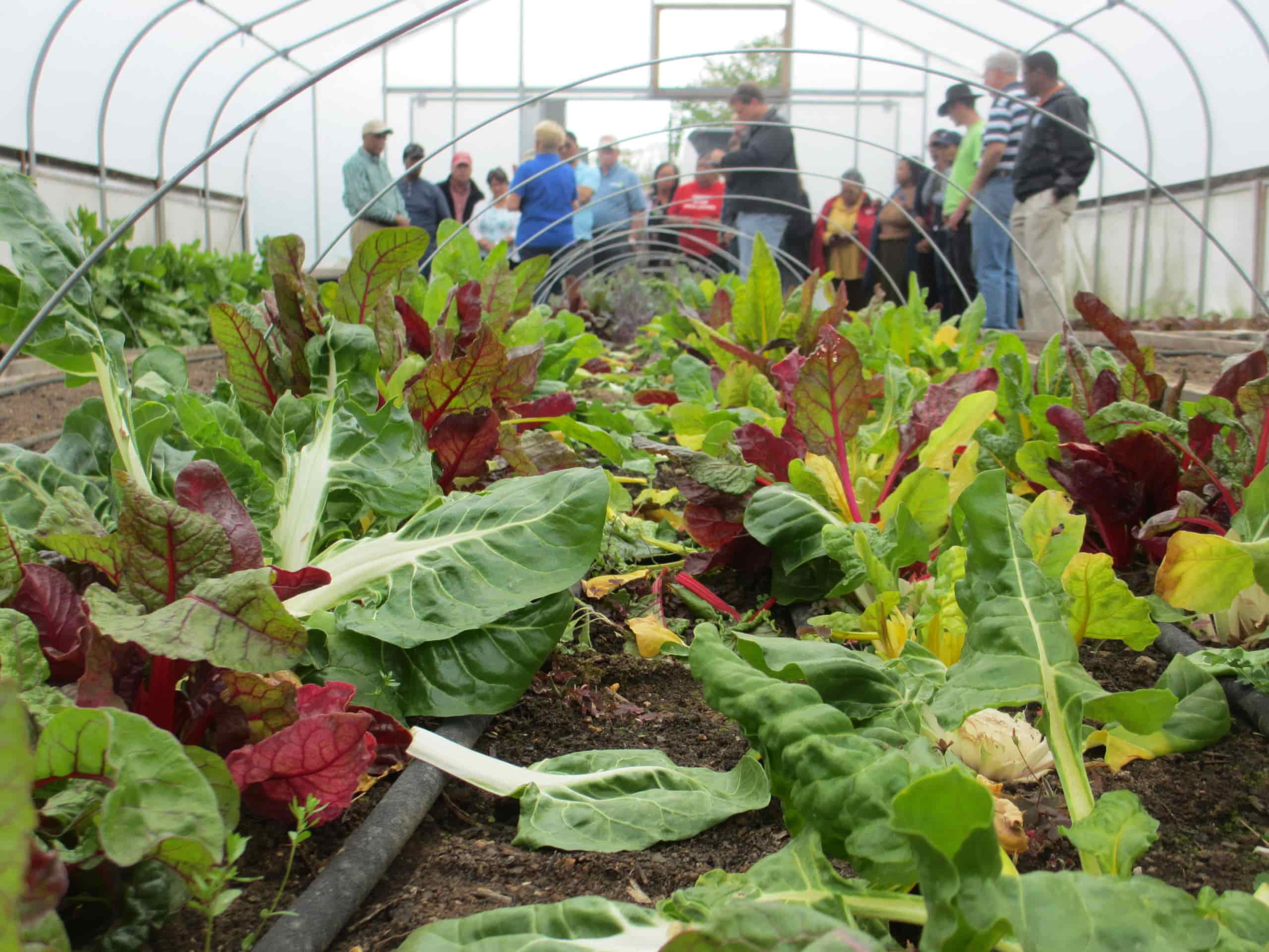 Closeup of leafy greens growing in a high tunnel with a drip tape going down the center of the row and a group of people gathered in the background