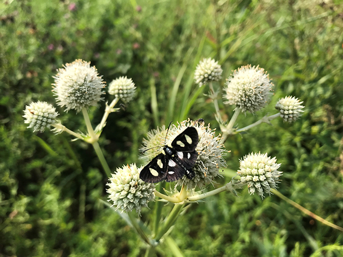 A black and white spotted moth resting on a plant with small round white flowers