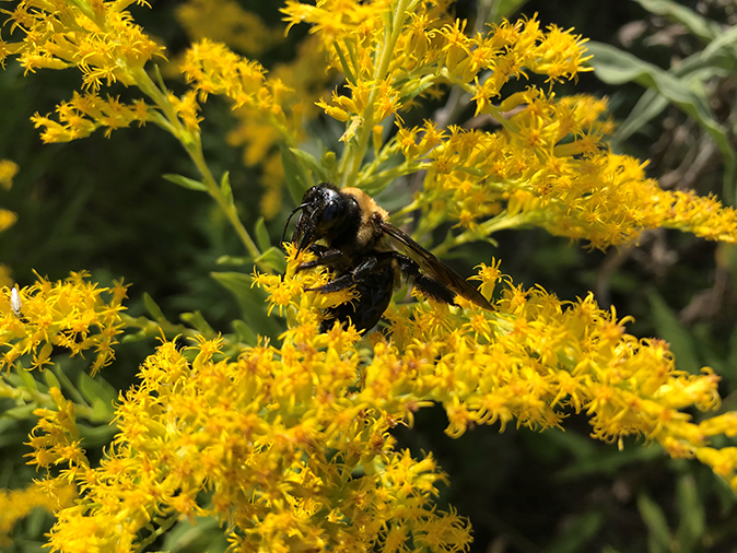 A bumblebee resting on some yellow flowers