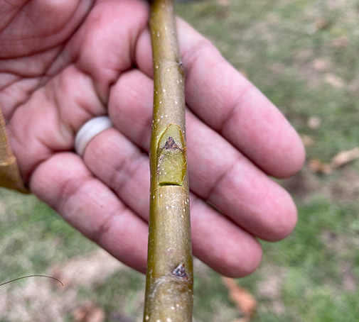 Closeup of apple tree grafting Closeup of apple tree grafting