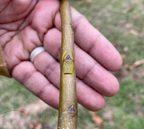 Closeup of apple tree grafting