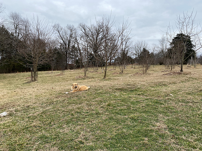 Dog sitting in the middle of an orchard during the winter