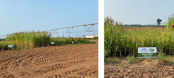 Cover crops planted in a field with signs labeling each plot