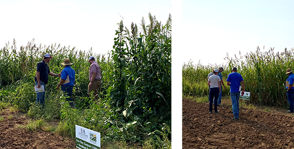 People looking at cover crop plots at a farm