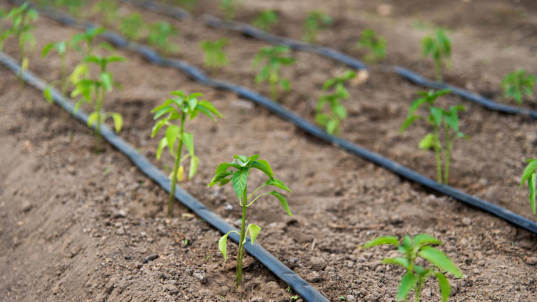 Small plants planted in a row with drip tape running along side the plants