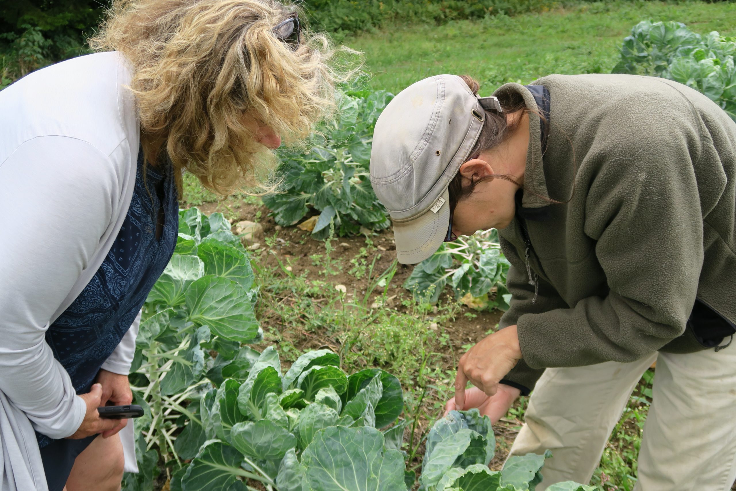 Two women leaning over and inspecting a vegetable crop