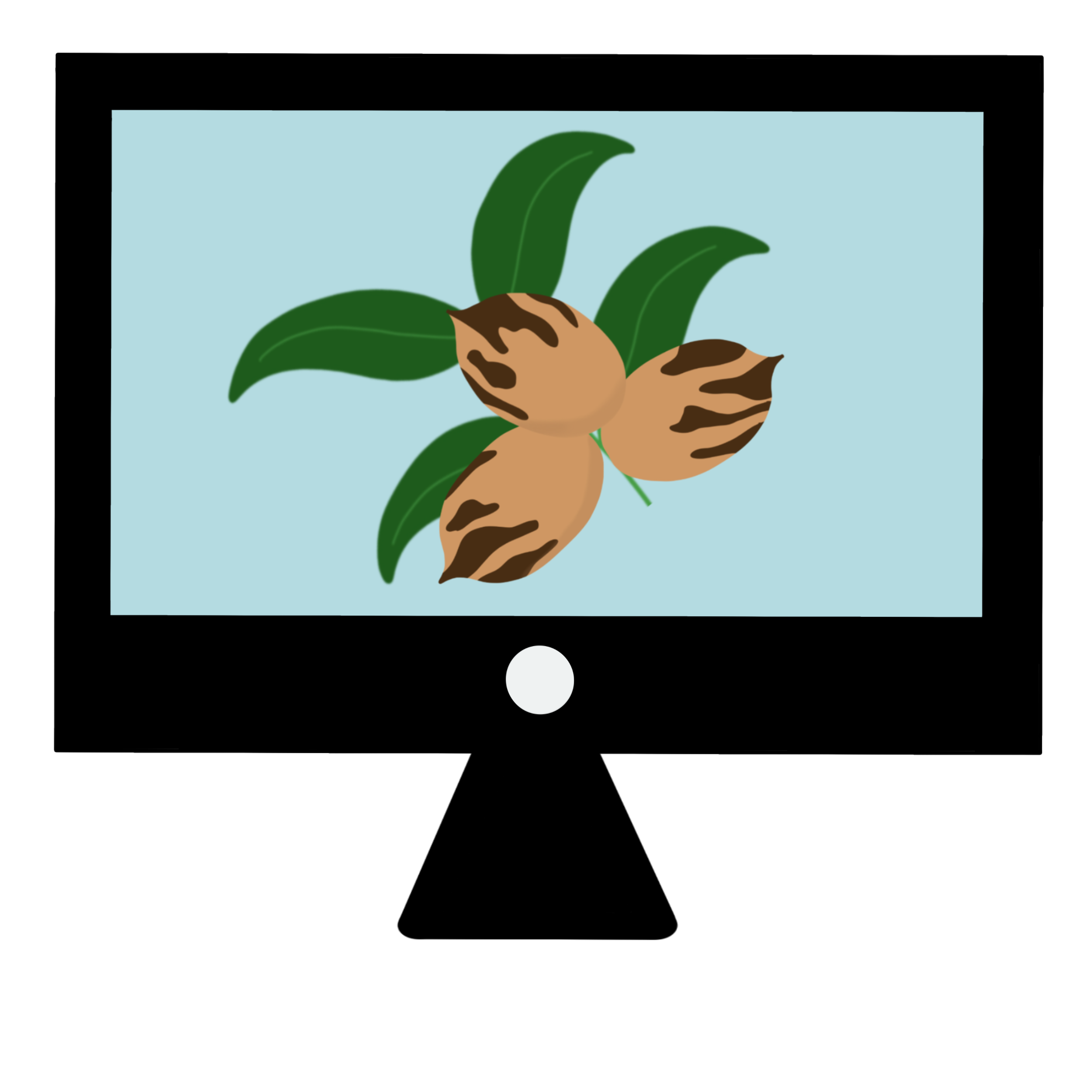 Pecan nuts and leaves displayed on a computer screen