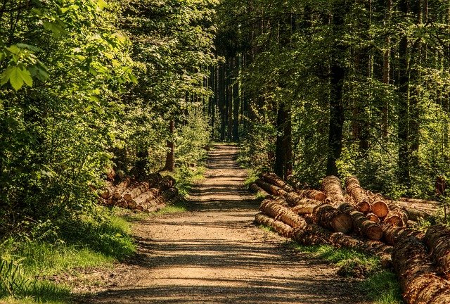 A path in a forest with sawed trees laying along the edge of the path