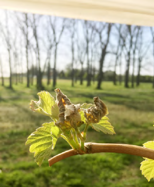 Close up of young grape leves with browning on the tips, an indicator of frost damage