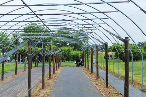 Photo of grape trellses established inside of the metal framework of a high tunnel