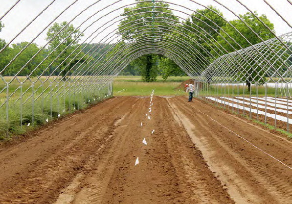 Photo of bareground underneath the skeleton of a high tunnel, consisting of the metal frame but without the plastic. 