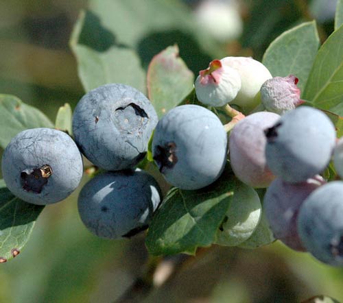 Blueberry Production