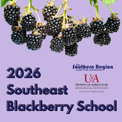 Online Blackberry School Decroative flyer, featuring blackberries