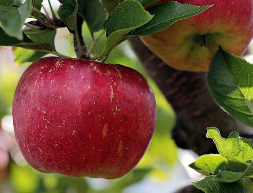 Tree Fruits - Apples and Pears