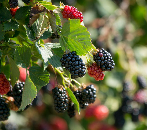 Blackberry Production