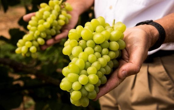 Hands holding two large clusters of green grapes