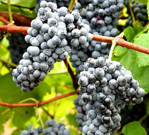 High-Tunnel Grape Production