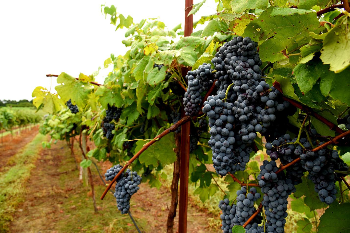 Clusters of purple grapes hanging off a row of grape vines in a field