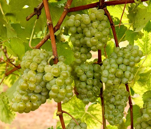 Grape Production