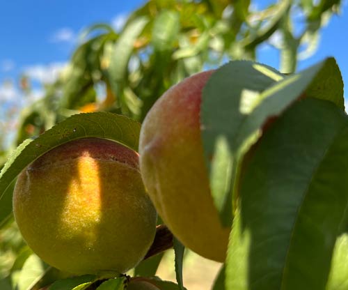 Peaches and Nectarines