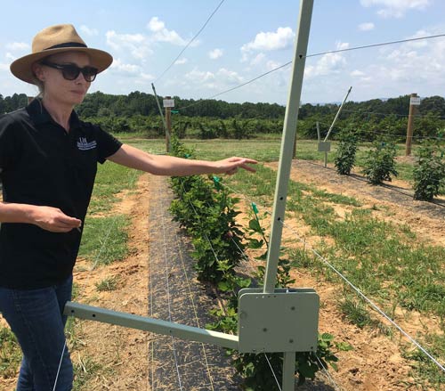 Rotating Cross-Arm Trellis for Blackberries