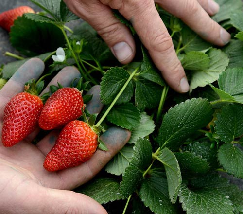 Online Fruit Schools