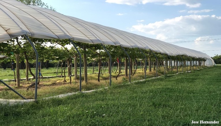 A long high tunnel with rows of grapes on a trellis inside of the tunnel, the sides of the tunnel are down with the plastic on the roof