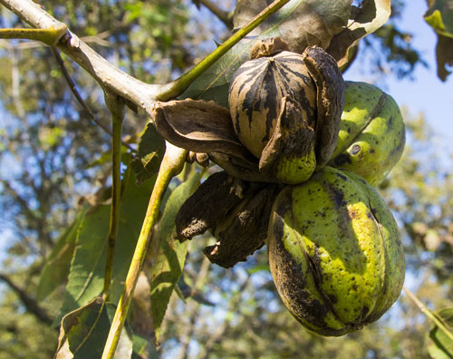 Pecan Production