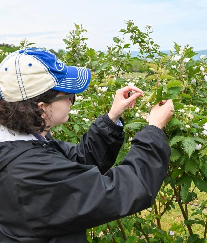 Close up of graduate student pulling blackberry leaf tissue samples for nutrient analysis Close up of graduate student pulling blackberry leaf tissue samples for nutrient analysis