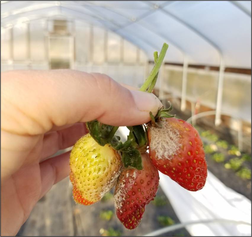 Strawberries infected with botrytis. 
