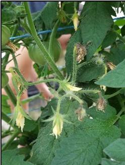 Tomato flowers senescing due to high temperatures within a tunnel. 