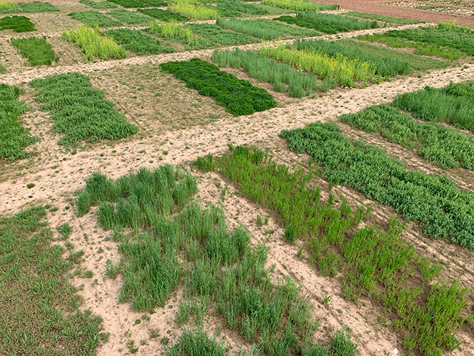 Aerial view of cover crop plots
