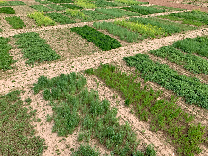 Aerial view of cover crop plots Aerial view of cover crop plots